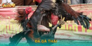 Đá gà Thái gay cấn – Cơ hội thắng lớn từng phút tại Man79