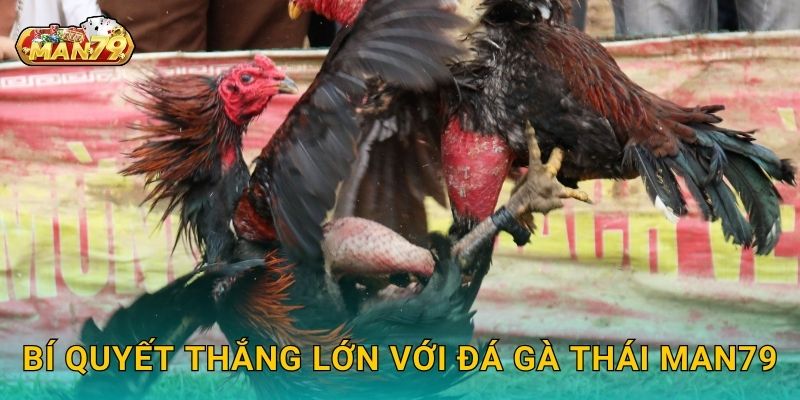Bí quyết thắng lớn với Đá gà Thái Man79