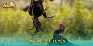 Đá gà trực tuyến: Xu hướng mới – Giải trí đẳng cấp tại Man79