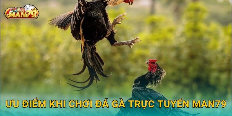 Ưu điểm khi chơi Đá gà trực tuyến Man79