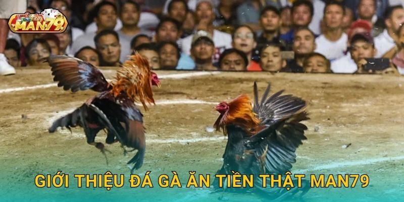 Giới thiệu Đá gà ăn tiền thật Man79