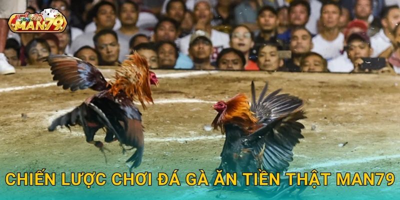 Chiến lược chơi Đá gà ăn tiền thật Man79