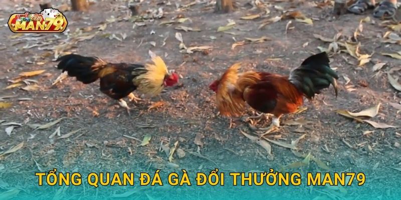 Tổng quan Đá gà đổi thưởng Man79