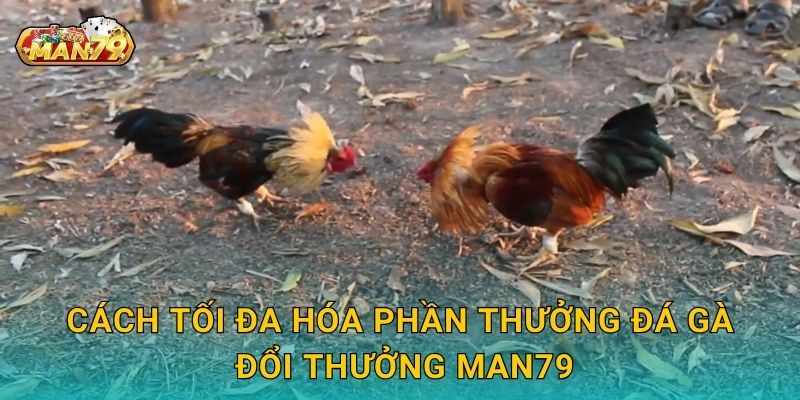 Cách tối đa hóa phần thưởng Đá gà đổi thưởng Man79