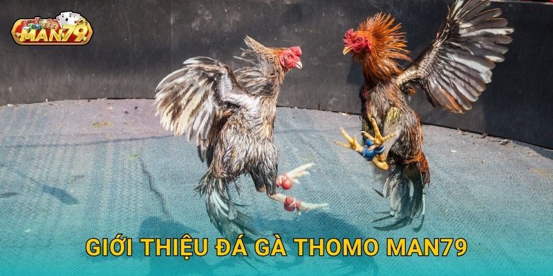 Giới thiệu Đá gà Thomo Man79