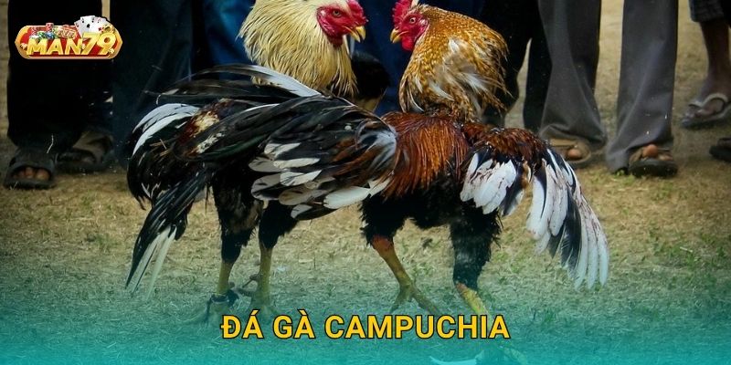 Đá gà Campuchia: Truyền thống lâu đời – Đấu trường đỉnh cao tại Man79