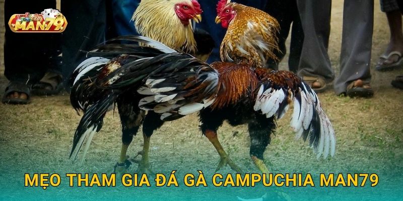 Đá gà Campuchia: Truyền thống lâu đời – Đấu trường đỉnh cao tại Man79 3 Mẹo tham gia Đá gà Campuchia Man79