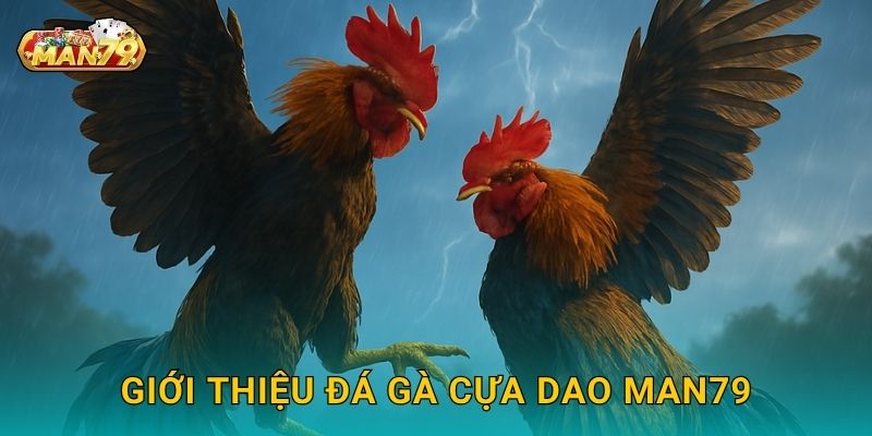 Giới thiệu Đá gà cựa dao Man79