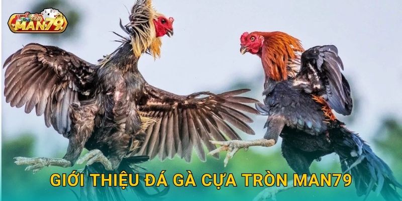 Giới thiệu Đá gà cựa tròn Man79