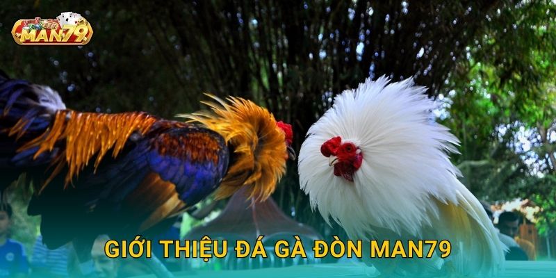 Giới thiệu Đá gà đòn Man79