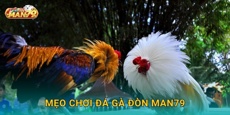 Mẹo chơi Đá gà đòn Man79