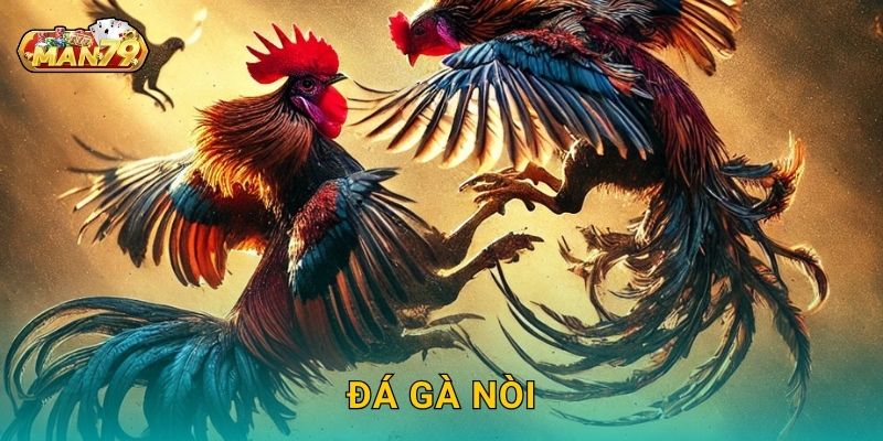 Đá gà nòi thuần Việt – Sức mạnh và bản lĩnh tại Man79