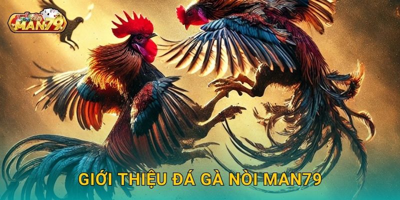 Giới thiệu Đá gà nòi Man79