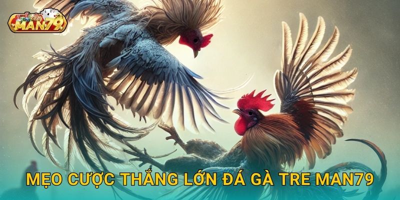 Đá gà tre nhanh nhẹn – Giải trí đậm chất dân gian tại Man79 3 Mẹo cược thắng lớn Đá gà tre Man79