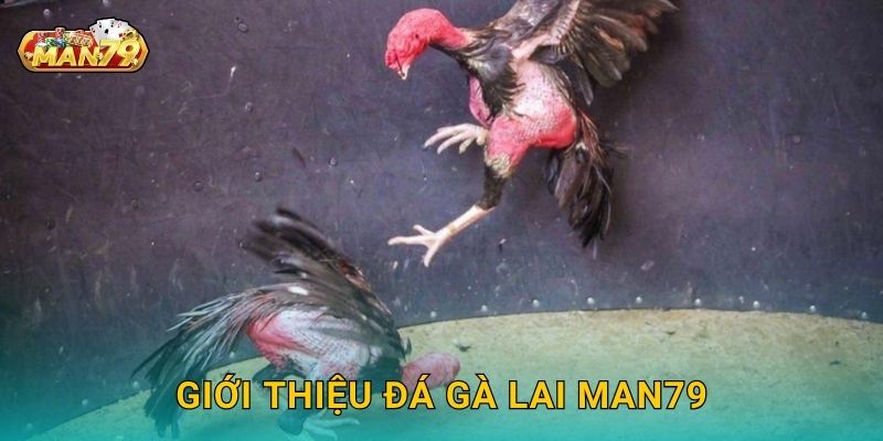 Giới thiệu Đá gà lai Man79