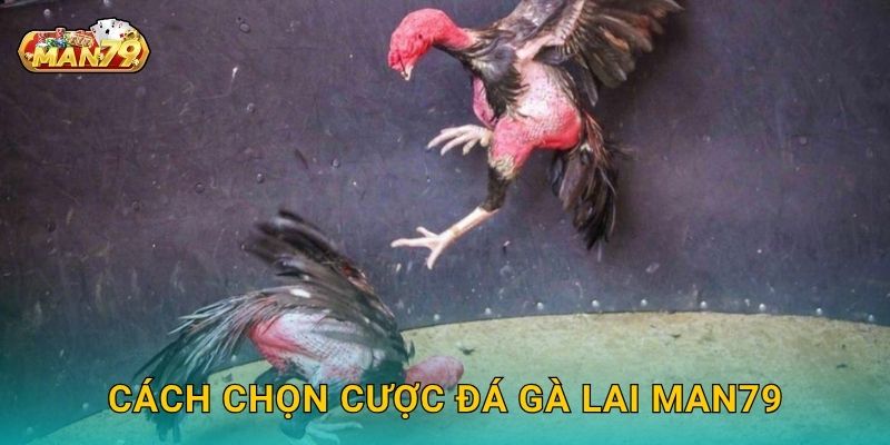 Cách chọn cược Đá gà lai Man79