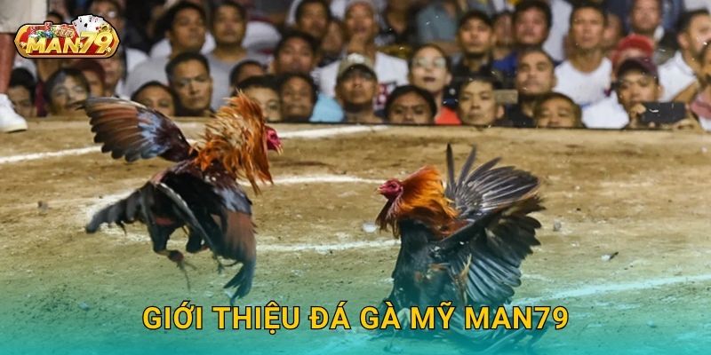 Giới thiệu Đá gà Mỹ Man79