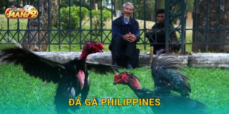 Đá gà Philippines bùng nổ – Đấu trường quốc tế tại Man79