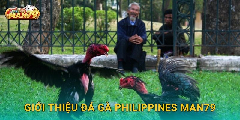 Giới thiệu Đá gà Philippines Man79