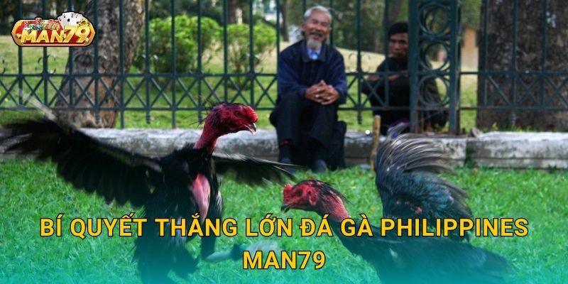 Bí quyết thắng lớn Đá gà Philippines Man79