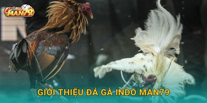 Giới thiệu Đá gà Indo Man79