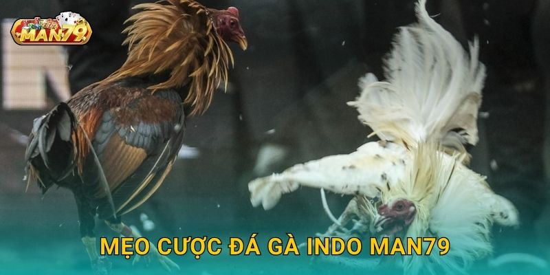 Mẹo cược Đá gà Indo Man79